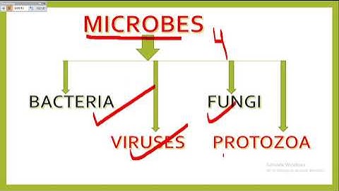 What is MICROBES  || kinds of microbes ||Teeth and Microbes || CLASS-4 ||science || CBSE based..