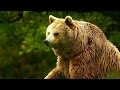 Unedited footage of a bear  infomercials  adult swim