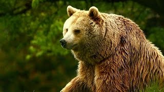 Unedited Footage of a Bear | Infomercials | Adult Swim