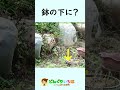 逃げるカエル、追うヤマカガシ！【蛇/snake】