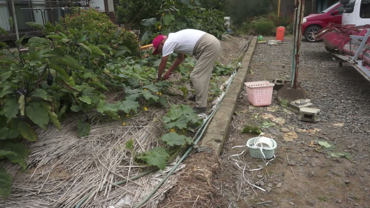 Harvesting 122 Cucumbers, Irrigation, July 12 - YouTube