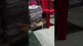 Part2 Tusi Alo Video