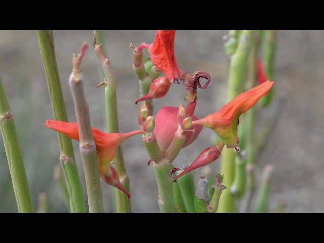Growing Euphorbia lomelii: Slipper Plant