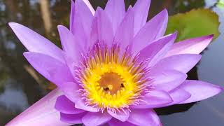 Lagu Buddhis//Bahtera Kehidupan//Buddhist Song//Indonesia