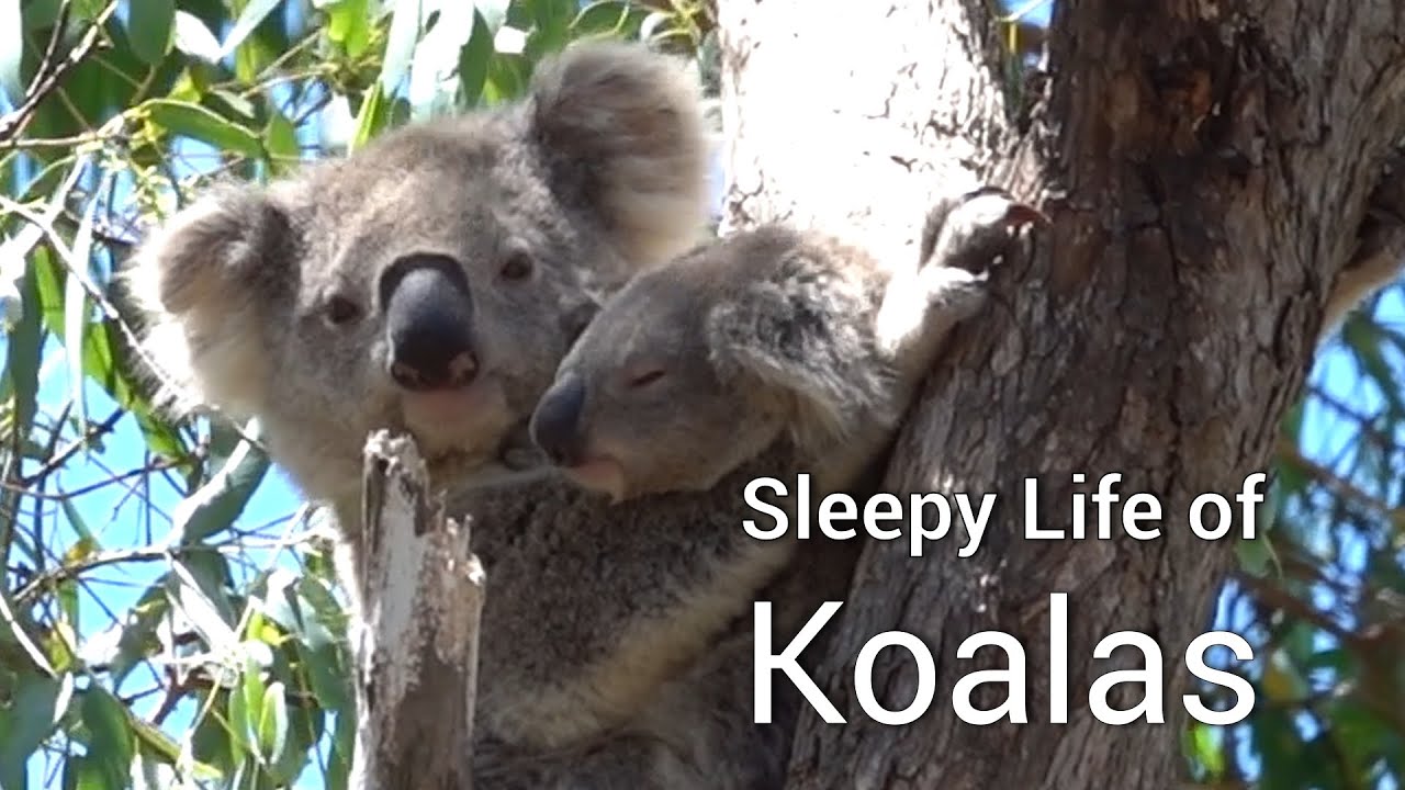 The Sleepy Life of Koalas