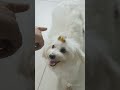 5 Mind-Blowing Dog Facts You Never Knew! 🐶