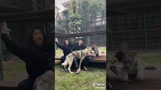 tiara alshad tiktokan bareng di kandang ehsan