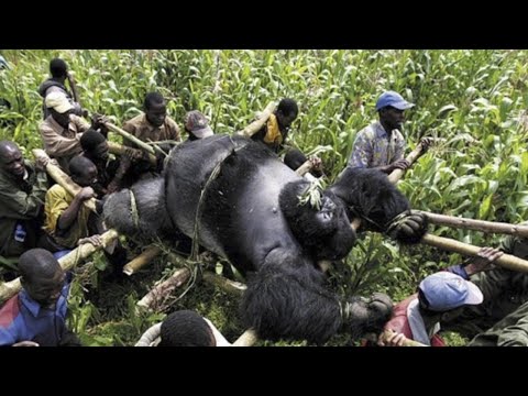 Dünyanın En Büyük Gorili Yakalandı!