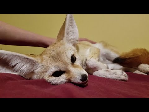Fennec Fox Purrrrrr