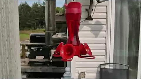 Hummingbird August 2nd 2021 Highlands NL