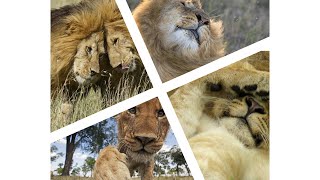 Top 10 Facts About Lion #lions by 100 PERCENT PETS 4 views 1 year ago 2 minutes, 37 seconds