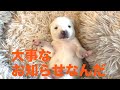 【25】椎体奇形で生まれたふじのすけの緊急お知らせ☆5ヶ月になったふじのすけは立派な中型犬パピーに！