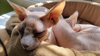 Mid morning nap LIVESTREAM