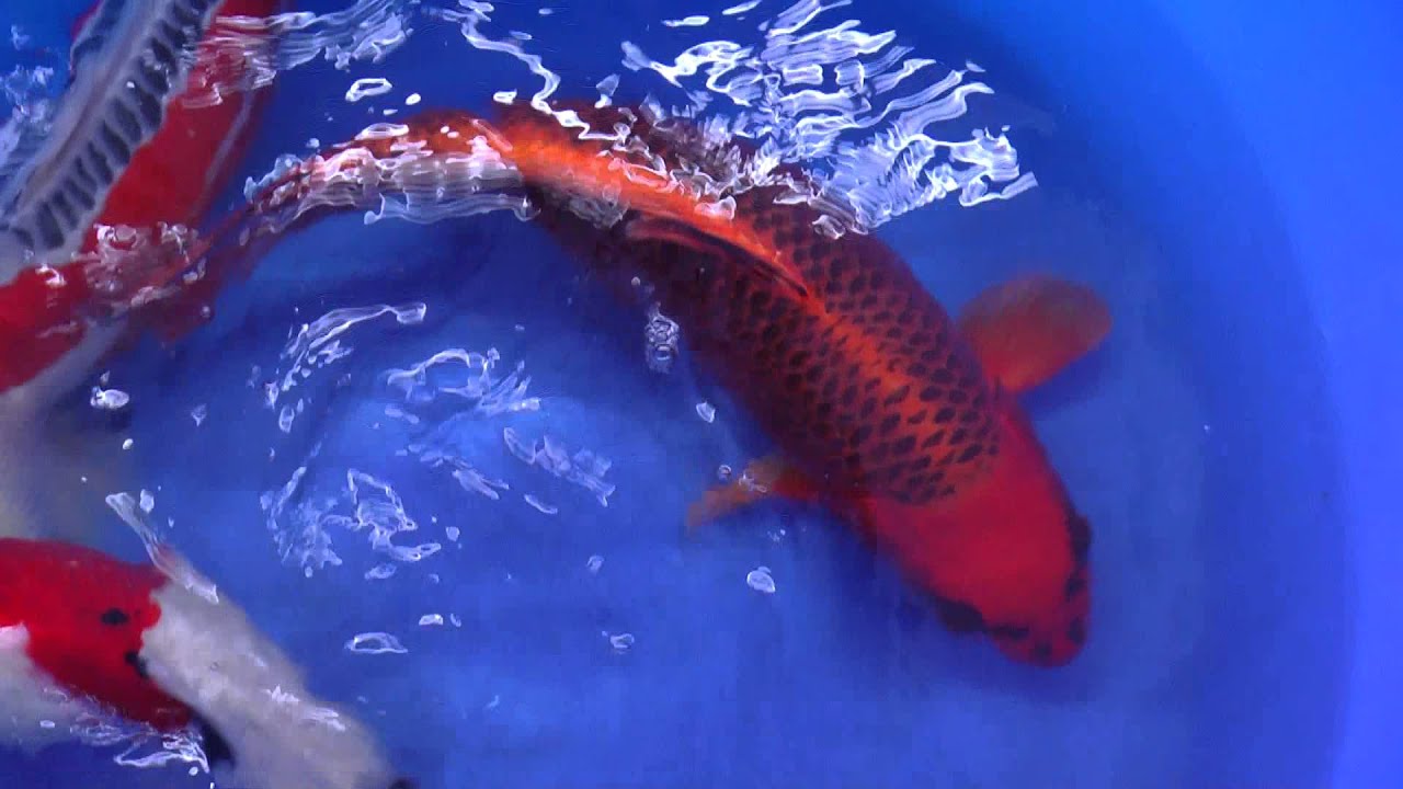 Shusui, Kin Matsuba, Sanke 55-62cm very High Quality - KoiAqua - YouTube