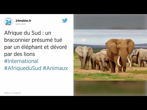 Vidéo: Braconnier Piétiné à Mort Par Un éléphant, Dévoré Par Des Lions