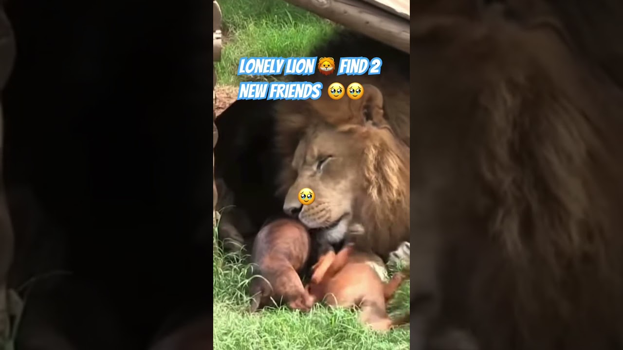 Lonely Lion Finds 2 Bestfriends Forever 🥹🥹😇