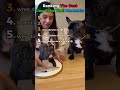 Ranking best "dog cake troll" moment #shorts #ranking