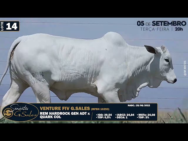 LOTE 14   MFBN 10293