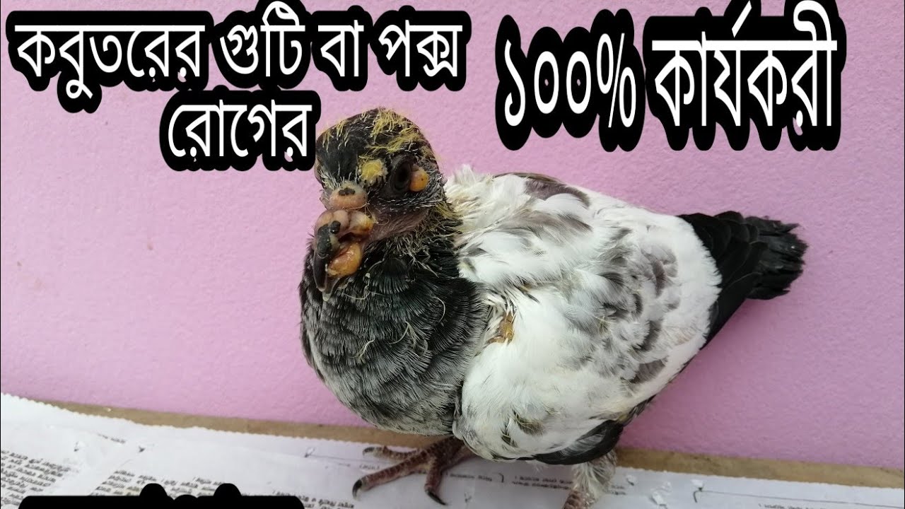 কবুতরের পক্স বা বসন্ত রোগের সঠিক চিকিৎসা। #pigeons #vlog