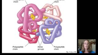 Lecture18 Blood