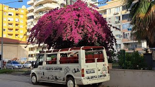 26.05.24 Alanya Mahmutlar