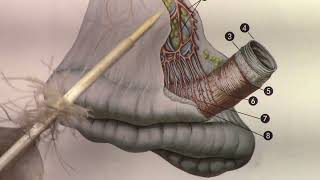 Giant Body Discovered in Costa Rica and this is the Autopsy