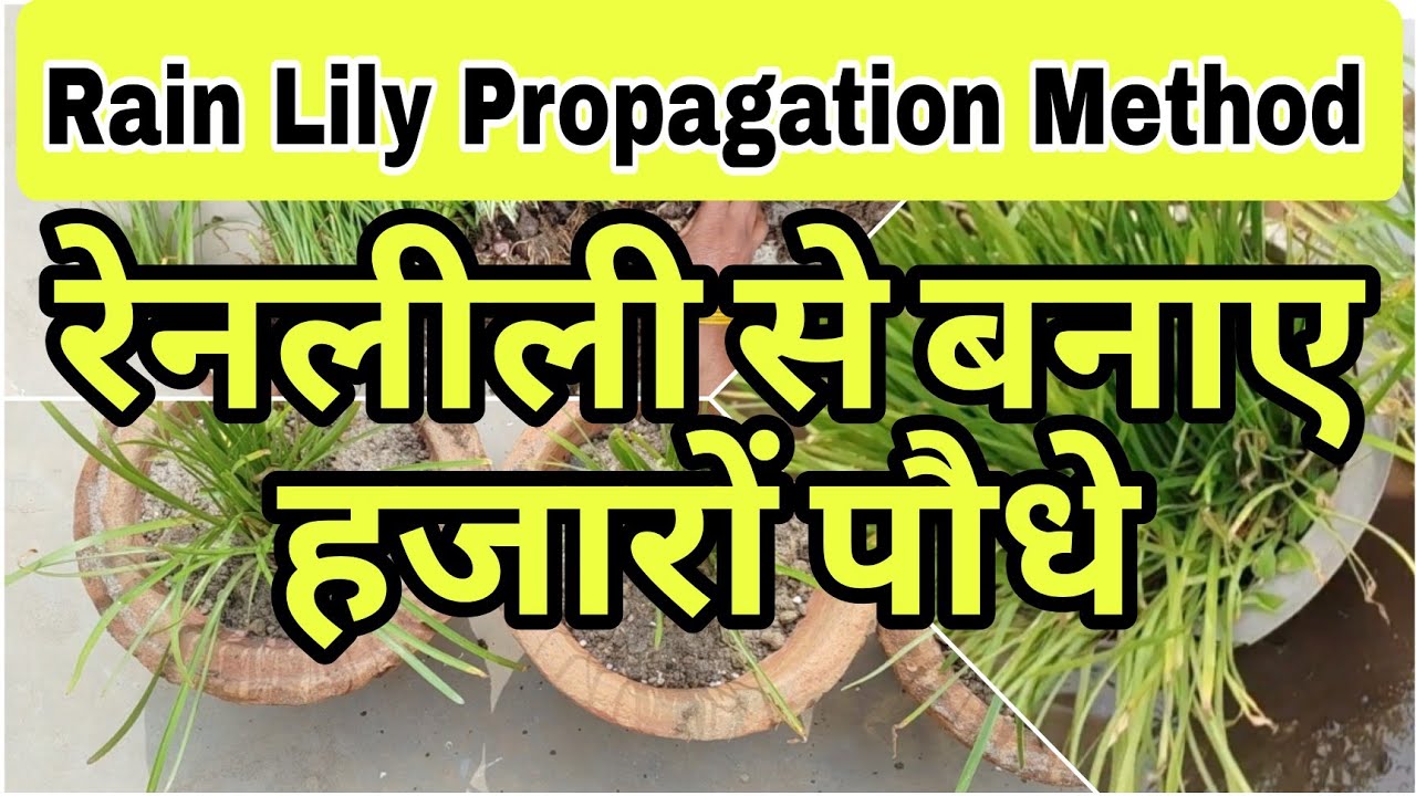 Rain Lily Propagation Method YouTube rain-lily-propagation-method-youtube