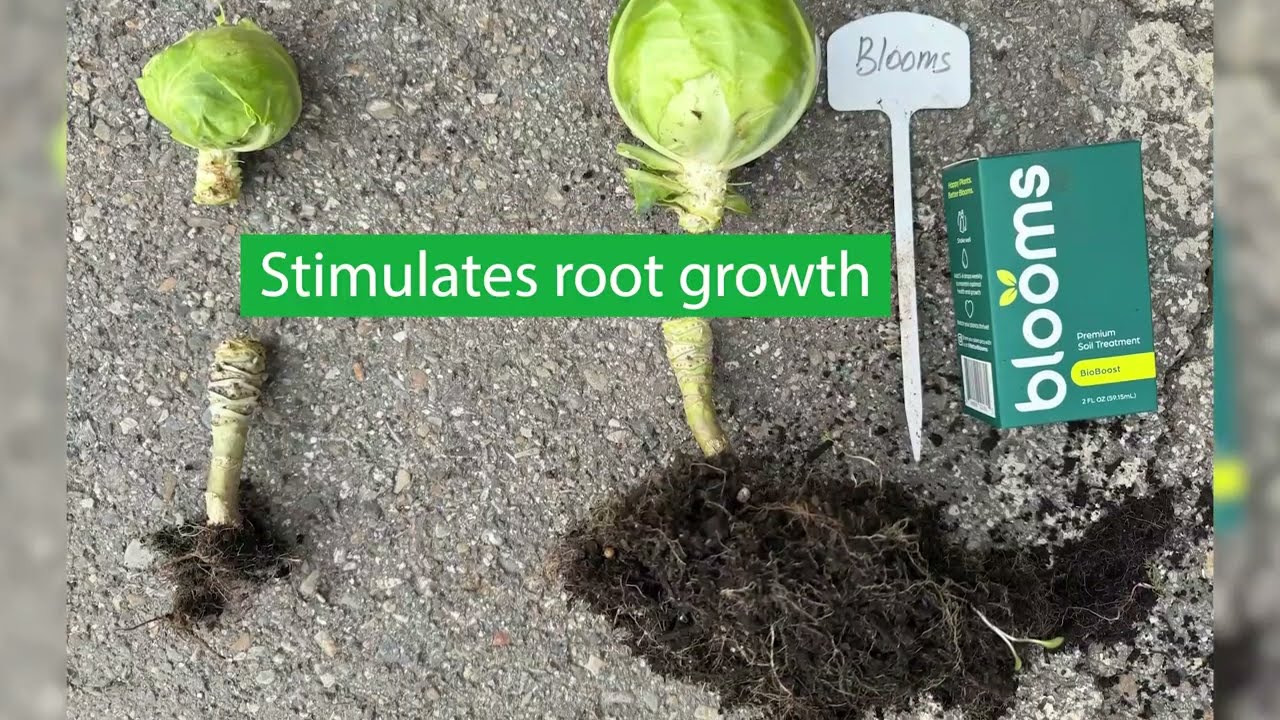 Unbelievable Root Growth with Blooms BioBoost! | Organic Soil Nutrient Booster for Plants