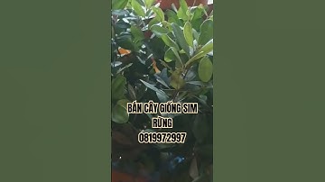 #câysimrừng giá sỉ 0819972997