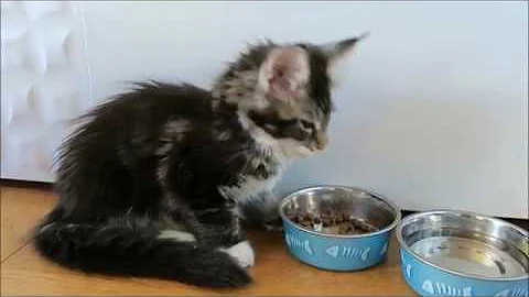 Video 867131: american maine coon, maine coon cat breed, purebred maine coon, mainecoon kitten, home mainecoon