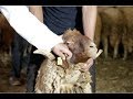 عملية ترقيم خروف العيد - سلالة تمحضيت (أجود الخرفان عيد الأضحى 2018 - 1439)