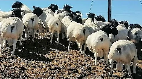 Dorper Leroy Phillips sheep / Ash Phillips South A...