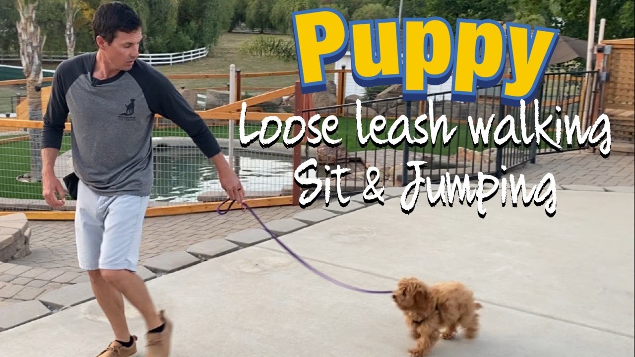 The POWER Of TOUCH PAD Training For Puppies And Adult Dogs atelier