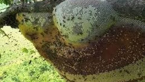 Ổ ong to khủng ở cây bình bát