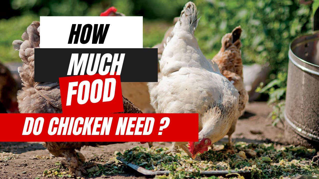 How Much Should I Feed My Chickens? — Chickens in a Minute Video - Backyard  Poultry
