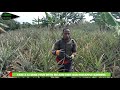 OKULIMA ENANANSI FUUKA NAGAGGA NGA WETANIRA OKULIMA KWE NANANSI PINEAPPLE GROWING IN UGANDA OKULIMA ENANANSI FUUKA NAGAGGA NGA WETANIRA OKULIMA KWE NANANSI PINEAPPLE GROWING IN UGANDA