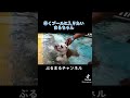 早くプールに入りたいイッヌ#ブルドッグ #犬 #プール