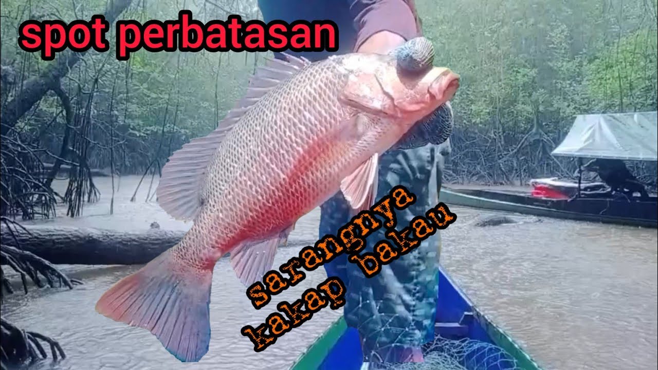 part1 menjaring kakap bakau di spot perbatasan,auto dapat banyak...‼️