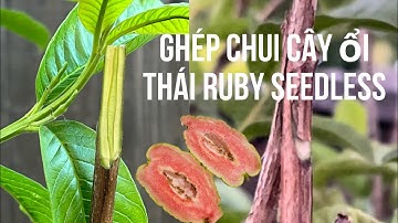 Ghép chui cây ổi Mễ vào cây ổi Thái Ruby Không Hạt  K07