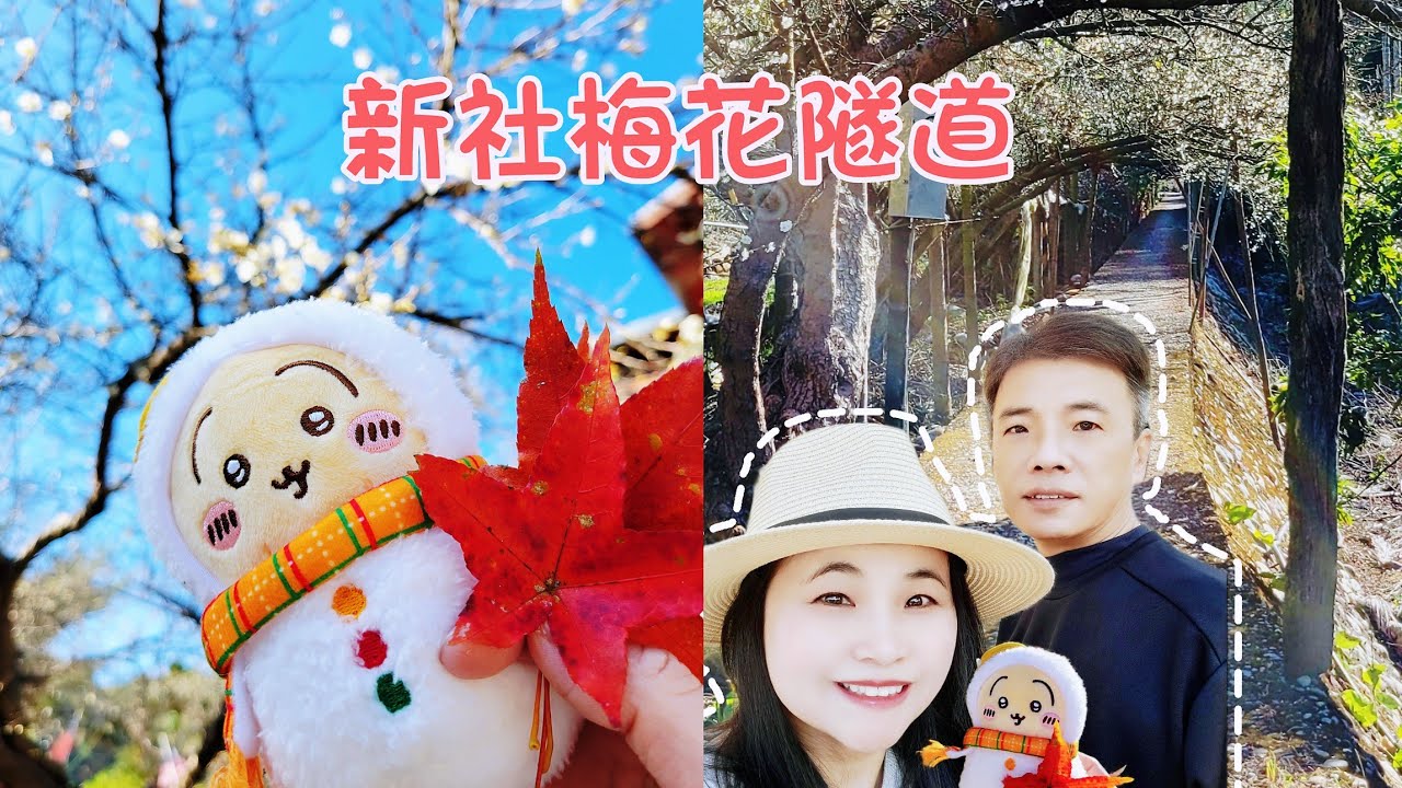 梅花季到了，快到新社鮭魚葡萄-梅花隧道賞花，台中新社季節限定，1月梅花盛開中！