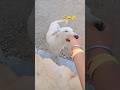kutta kissko bola be 🤣😅😮💨..|| #viralvideo #youtubeshorts #trending