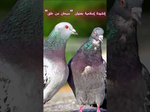 سبحان من خلق