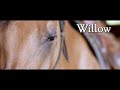 Western dressage with stacy westfall