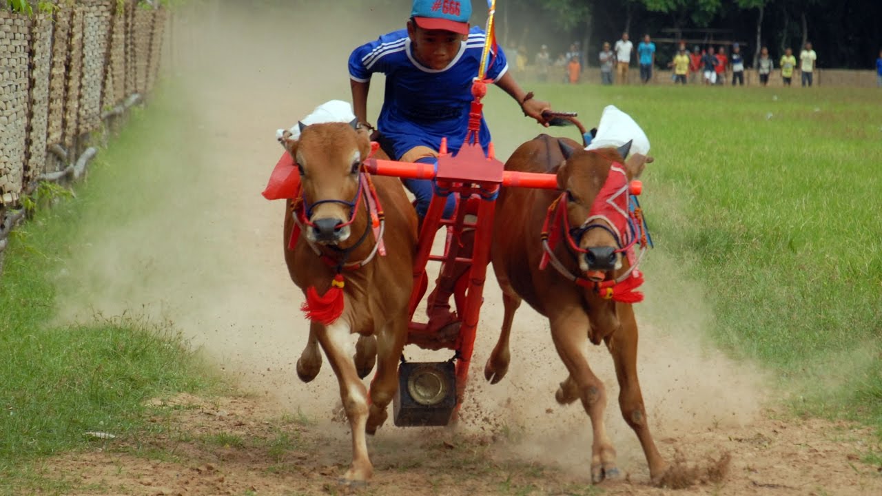 Documentary Film Karapan Sapi Madura Indonesia YouTube