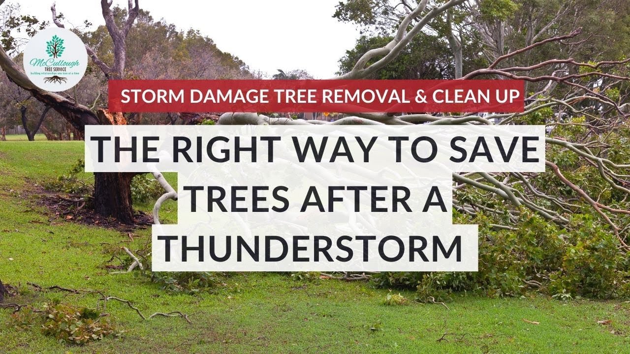 The RIGHT Way to SAVE TREES After a Thunderstorm | Storm Damage Tree ...