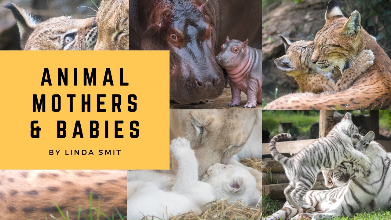 A MOTHER'S LOVE adorable animal MOTHER & BABIES moments. Being a