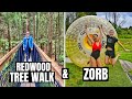 The zorb rotorua new zealand  redwoods tree walk