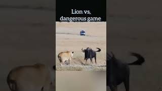 lion vs wildebeest, animal fights, wild animals life, wildlife hindi documentary, #lionattack