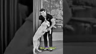 Meet Happ, The Smart Dog Jack Lalanne