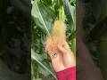 Esto DEFINE | Si hay GRANO 🌽o no... #maiz #agricultura #AgroAventuras